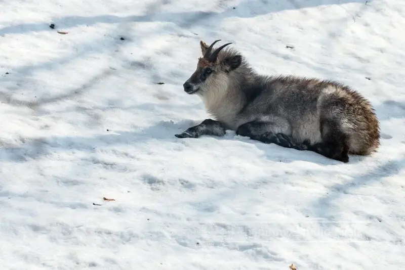 Kamoshika, sorte de chamois japonais
