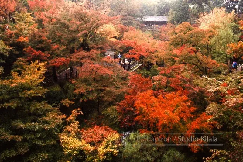 Saison du Kooyoo au Japon