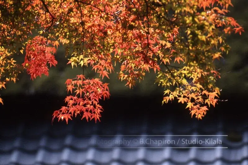 Saison du Kooyoo au Japon